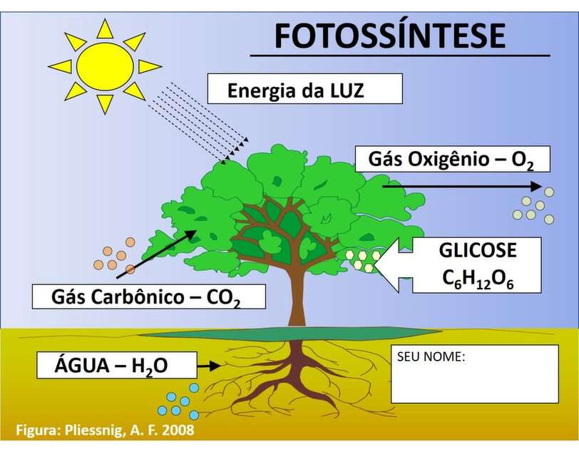 FOTOSSÍNTESE puzzle online from photo