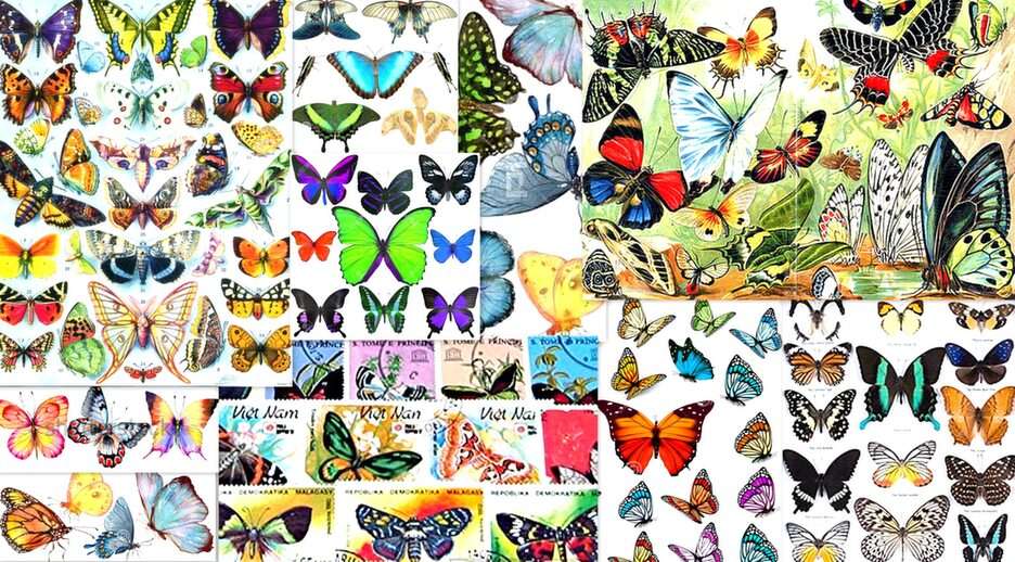 colorful butterflies puzzle online from photo
