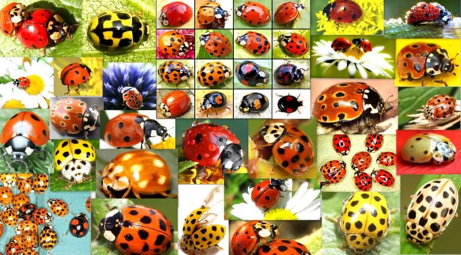 lieveheersbeestjes online puzzel