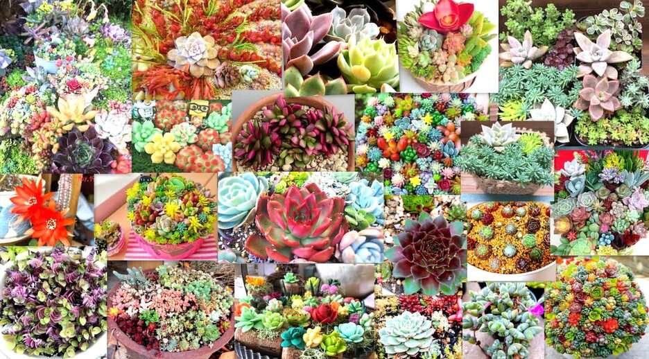 kleurrijke vetplanten puzzel online van foto