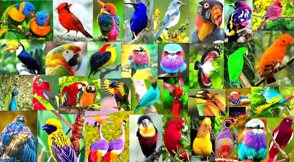 πολύχρωμα πουλιά παζλ online από φωτογραφία