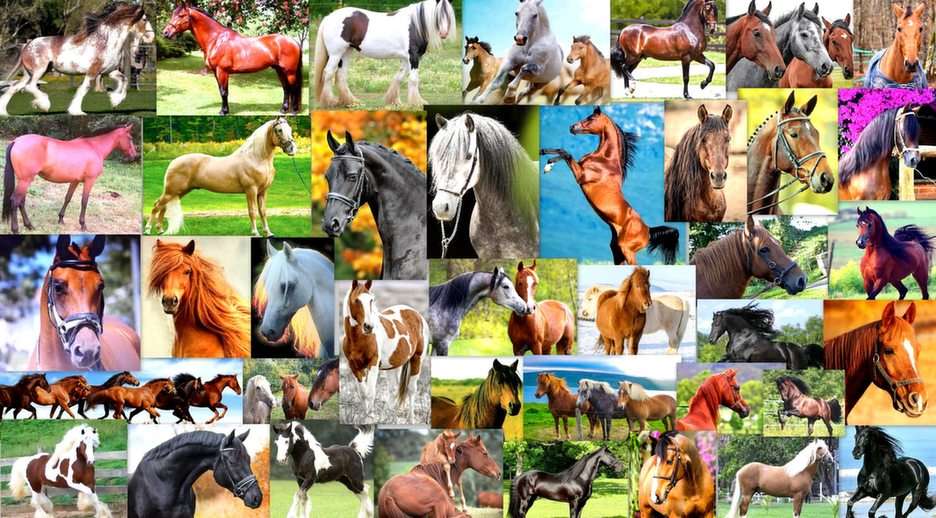 cavalli puzzle online da foto