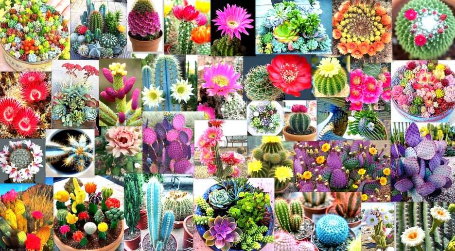 cactus florecientes rompecabezas en línea
