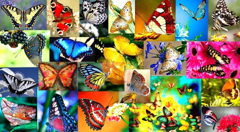 kleurrijke vlinders puzzel online van foto