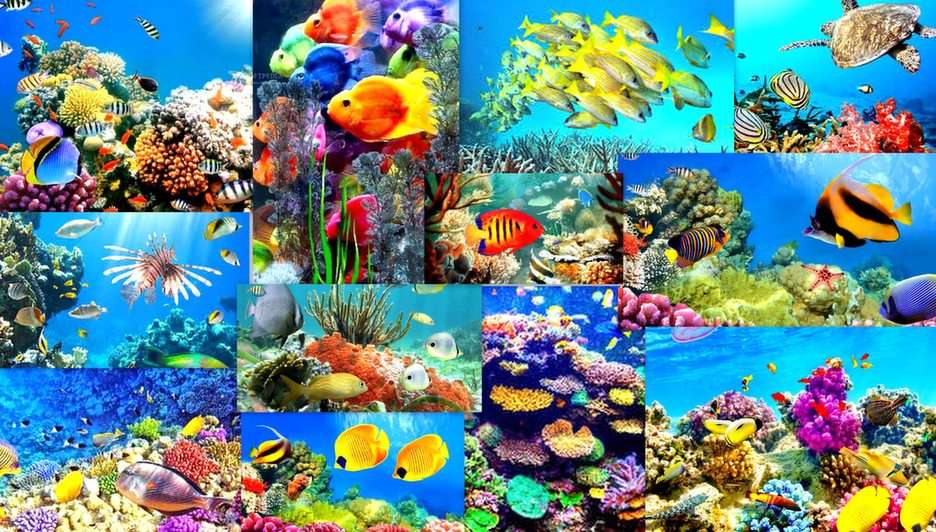 Coral reef online puzzle