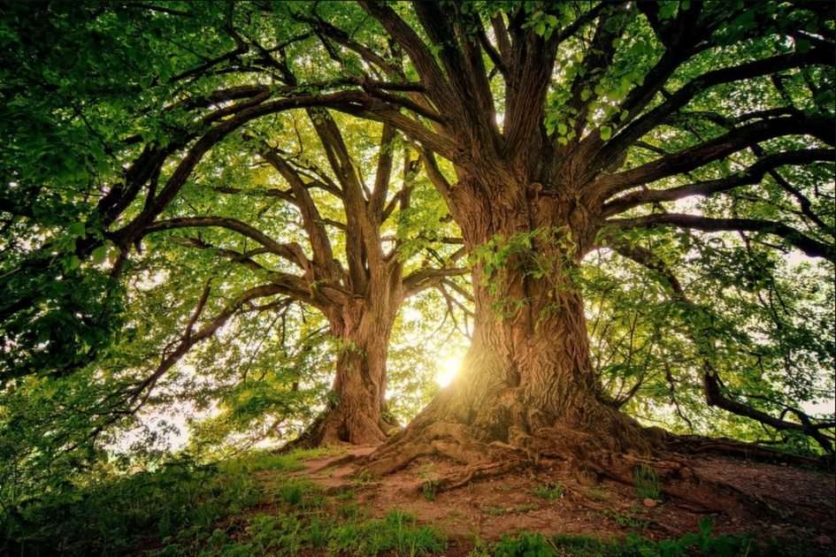 Árvore da fé puzzle online