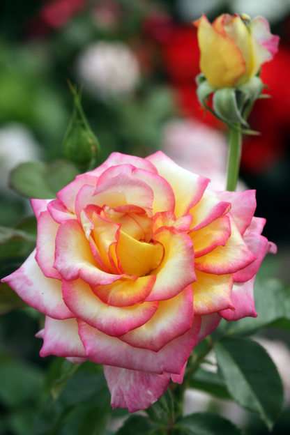 další růže puzzle online z fotografie