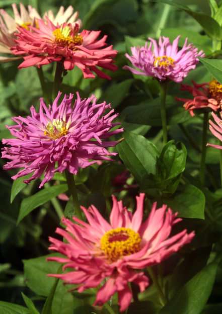 zinnia puzzle online from photo