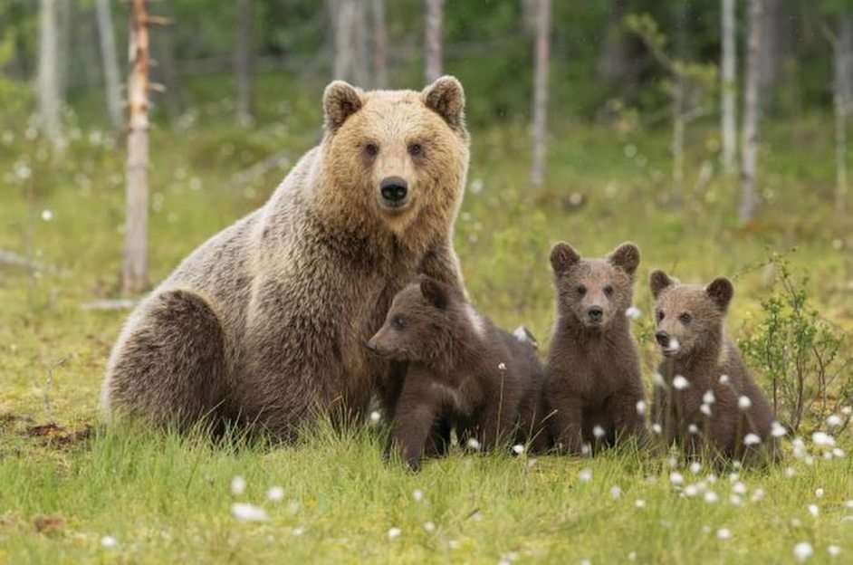 Ziua Mondială a Ursului de pluș puzzle online din fotografie
