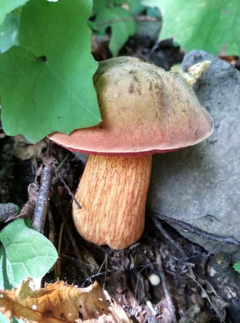 mushroom online puzzle