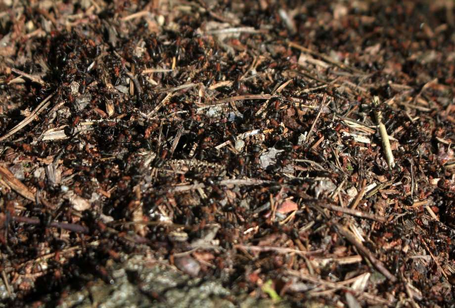 μυρμηγκοφωλιά παζλ online από φωτογραφία