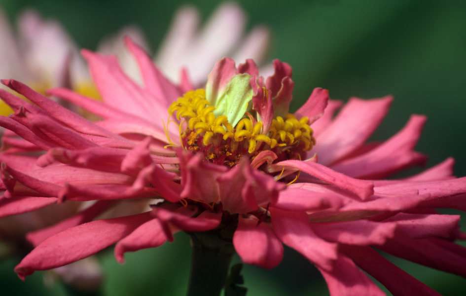 zinnia puzzle online from photo