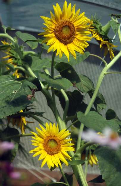 sunflowers puzzle online from photo
