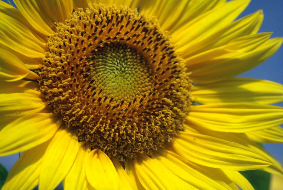 floarea soarelui puzzle online