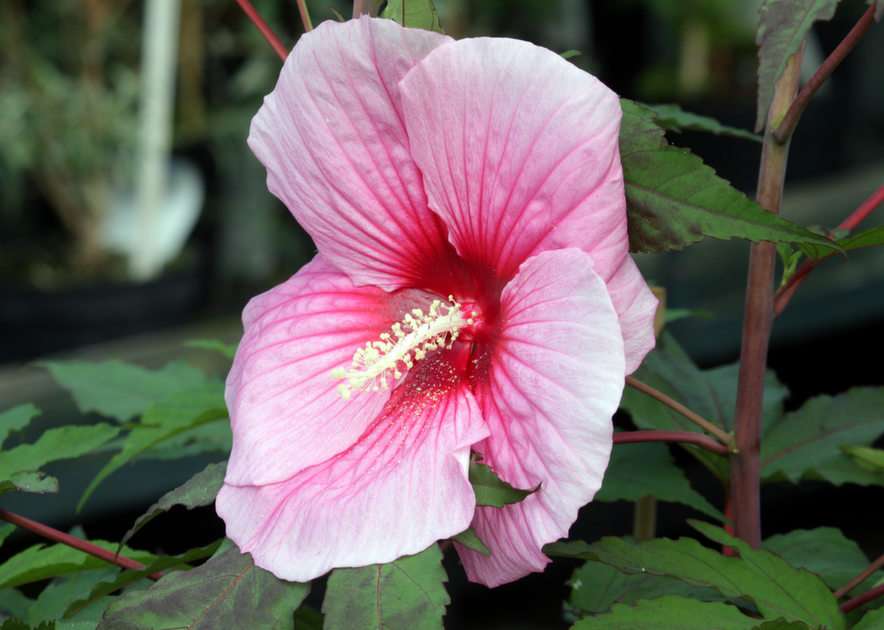 hibiskus pussel online från foto