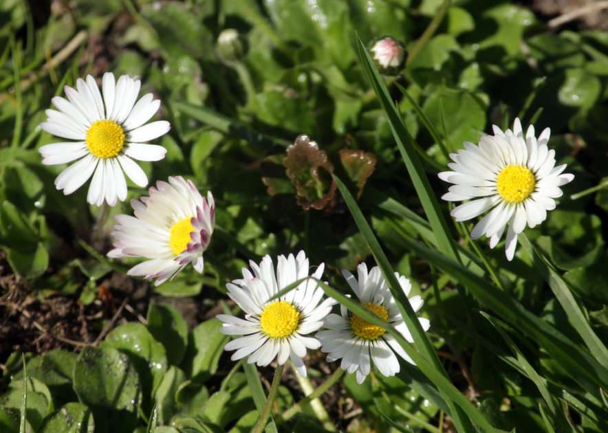 daisies puzzle online from photo
