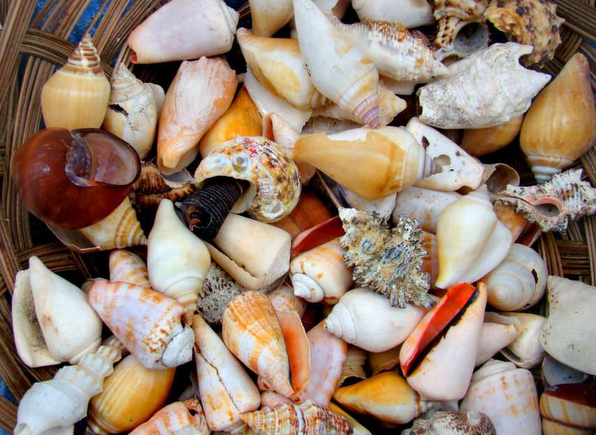 Shells puzzle online from photo