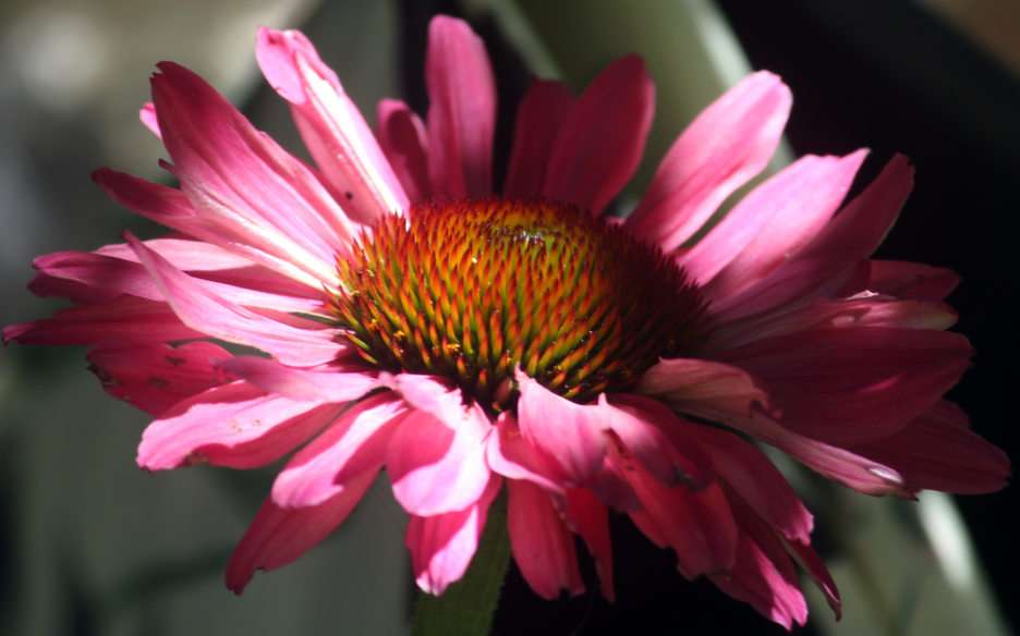 blomma pussel online från foto