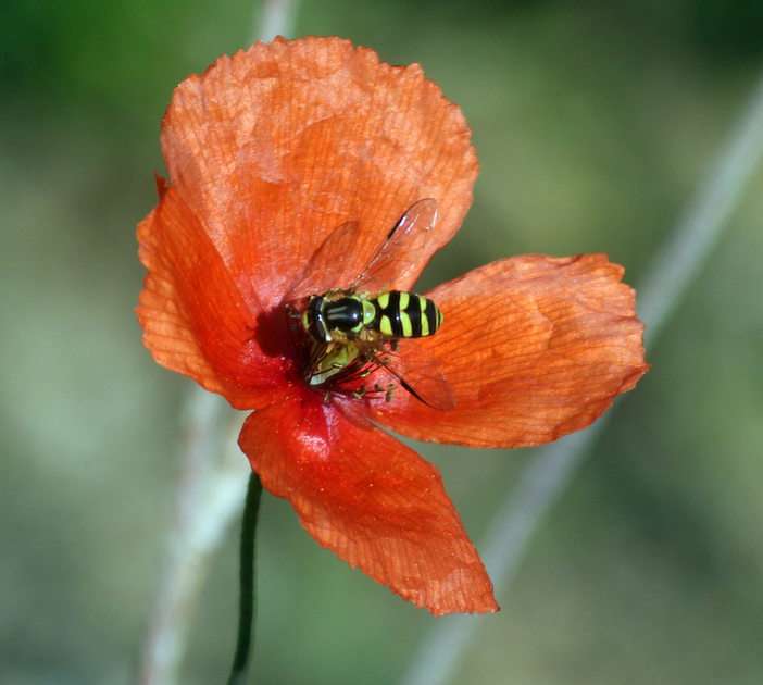 Včela puzzle online z fotografie
