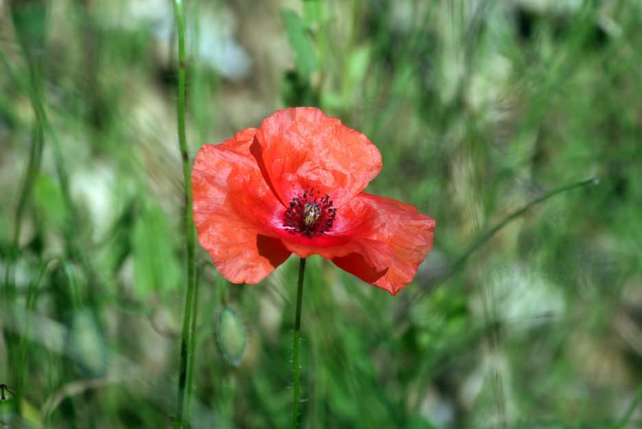 poppy puzzle online from photo