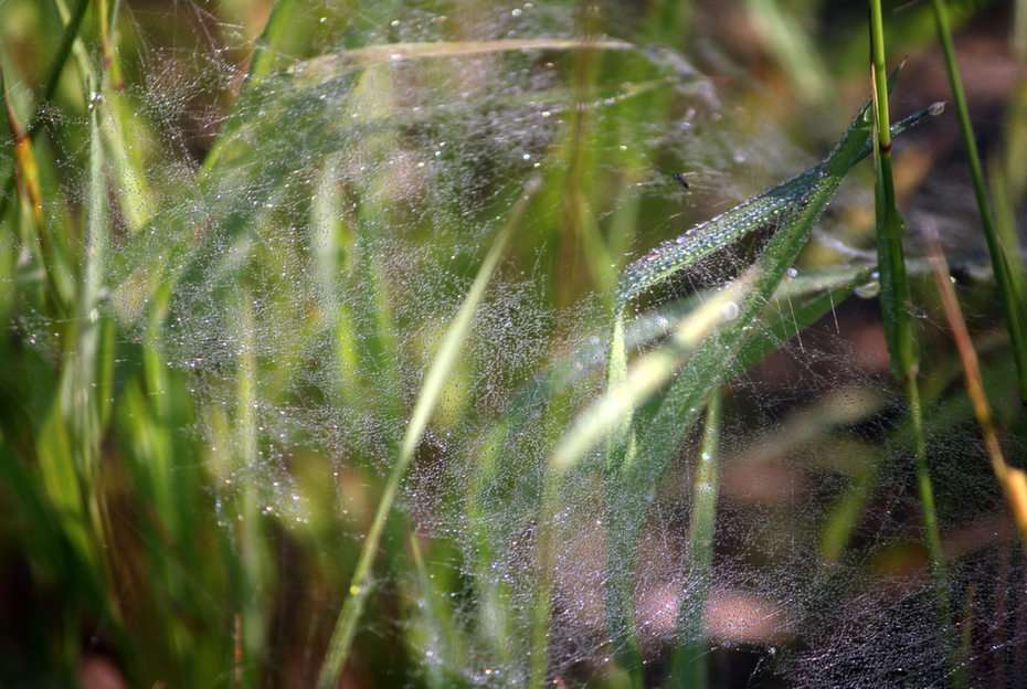 spinnenweb puzzel online van foto