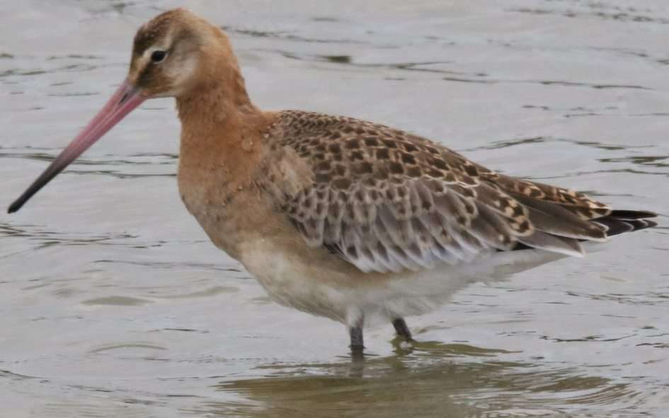 Black Tailed Godwit puzzle online from photo