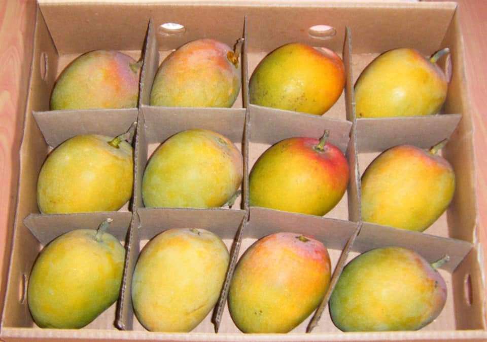 манго манго манго онлайн пъзел