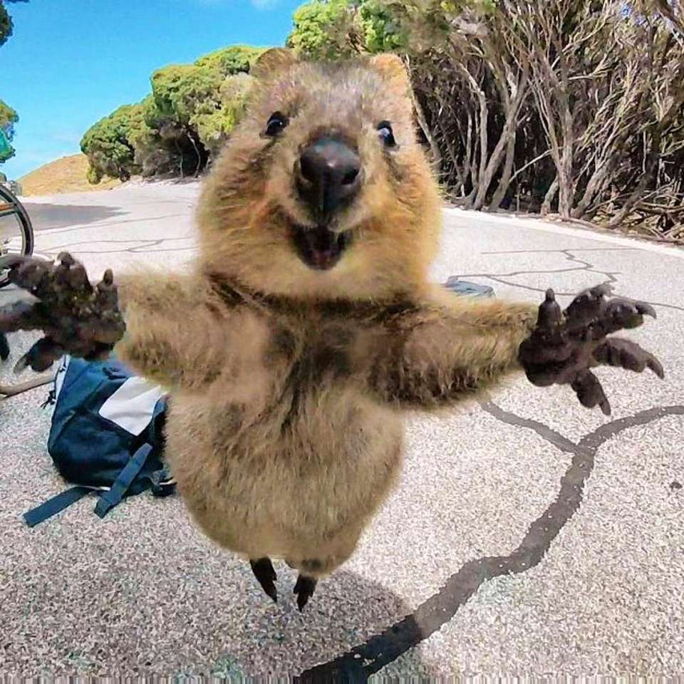 quokka - αυστραλιανό ζώο online παζλ