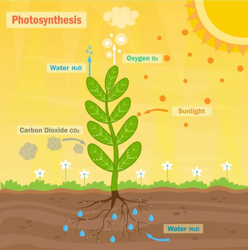Fotosyntéza online puzzle