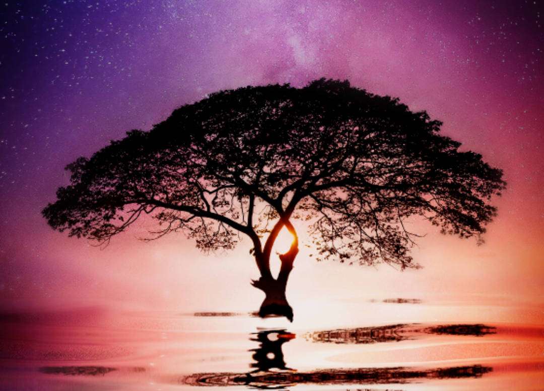 ένα όμορφο δέντρο κάνει ηλιοθεραπεία δίπλα στη θάλασσα online παζλ