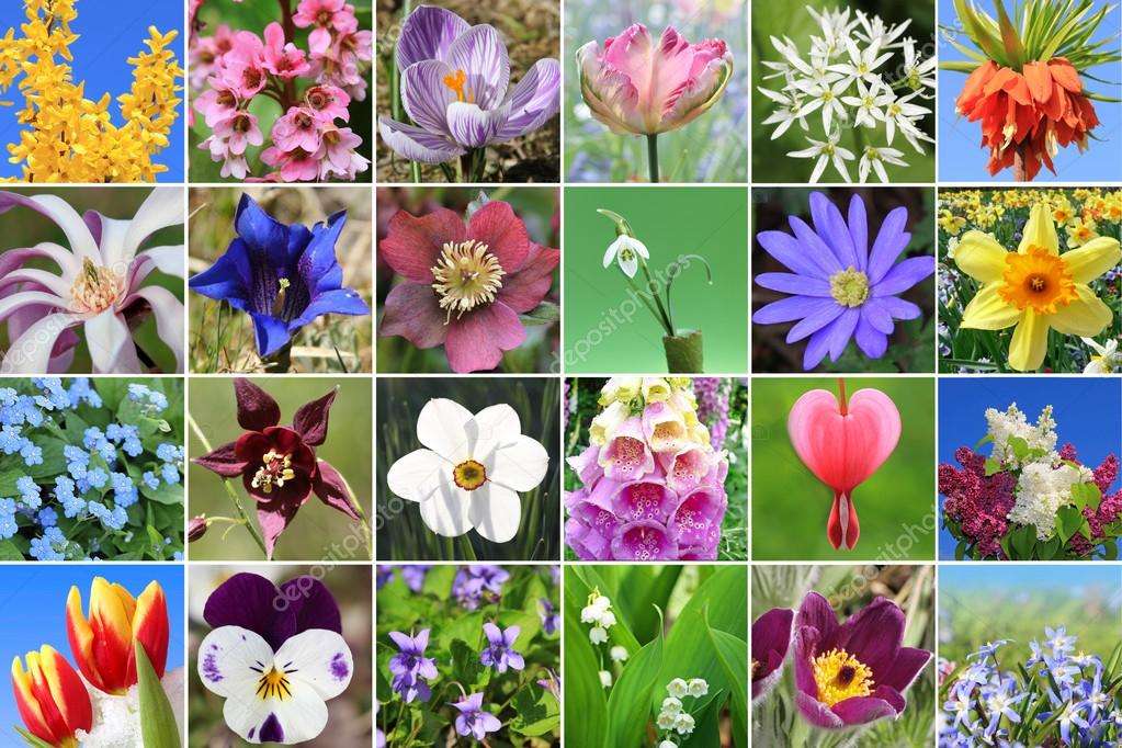 Kwiatki koláž puzzle online z fotografie