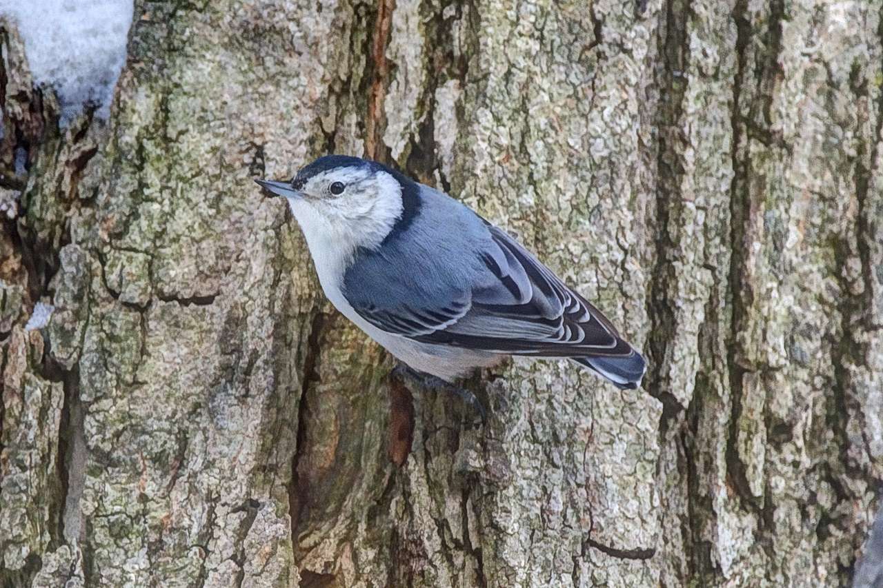 White-breasted Nuthatch online puzzle