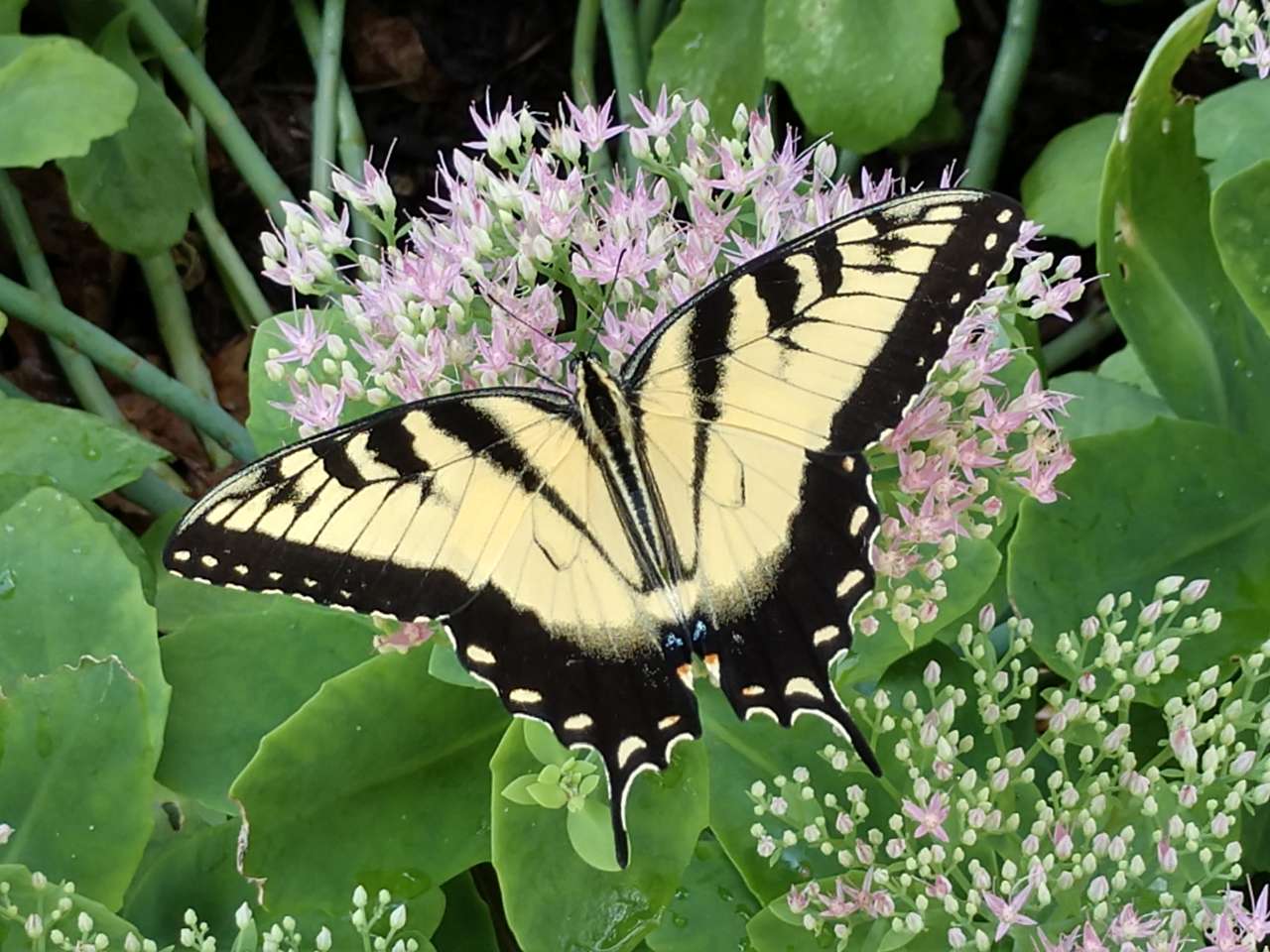 Пеперуда онлайн пъзел от снимка