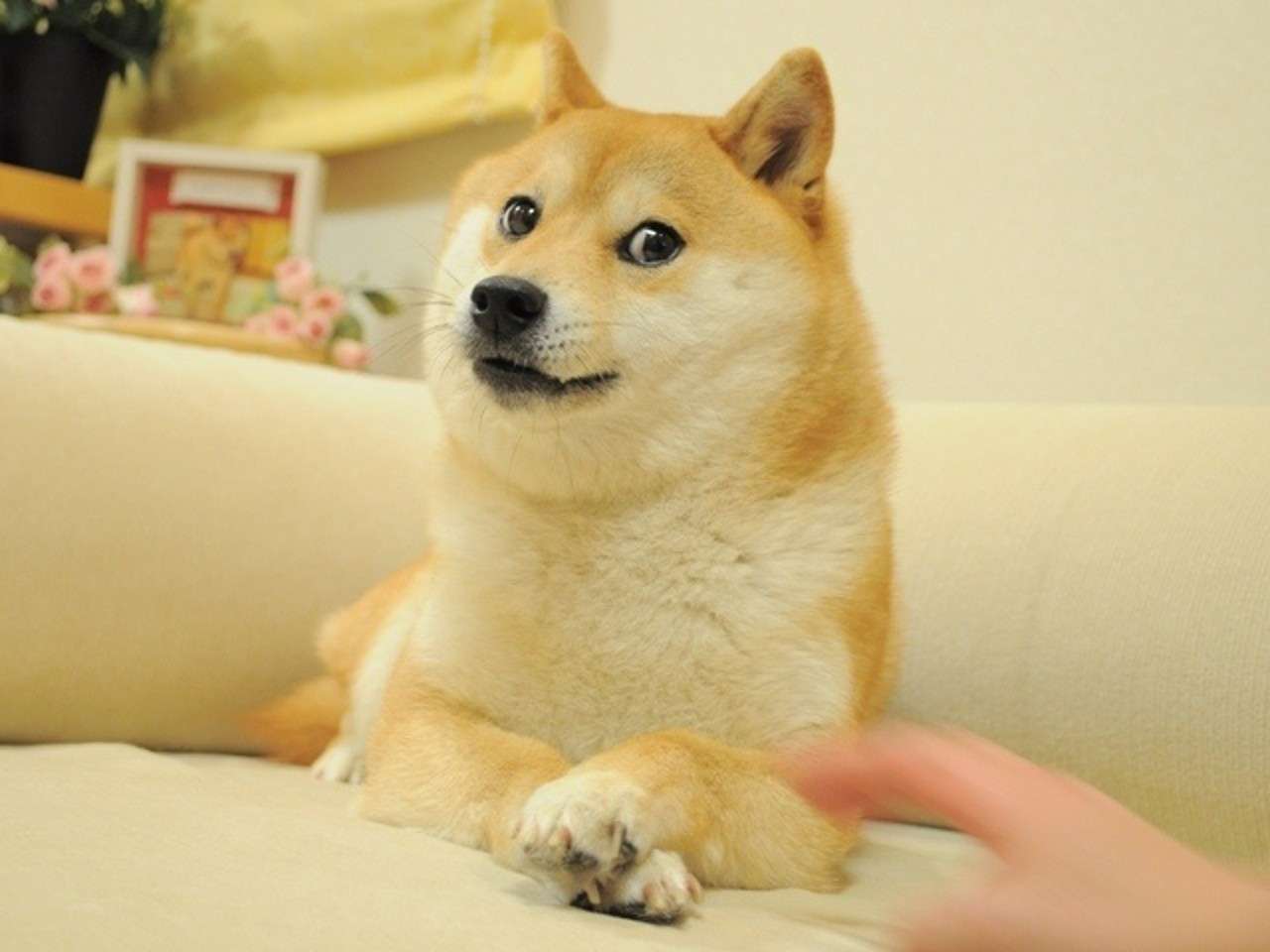 Doge doge doge doge puzzle online from photo