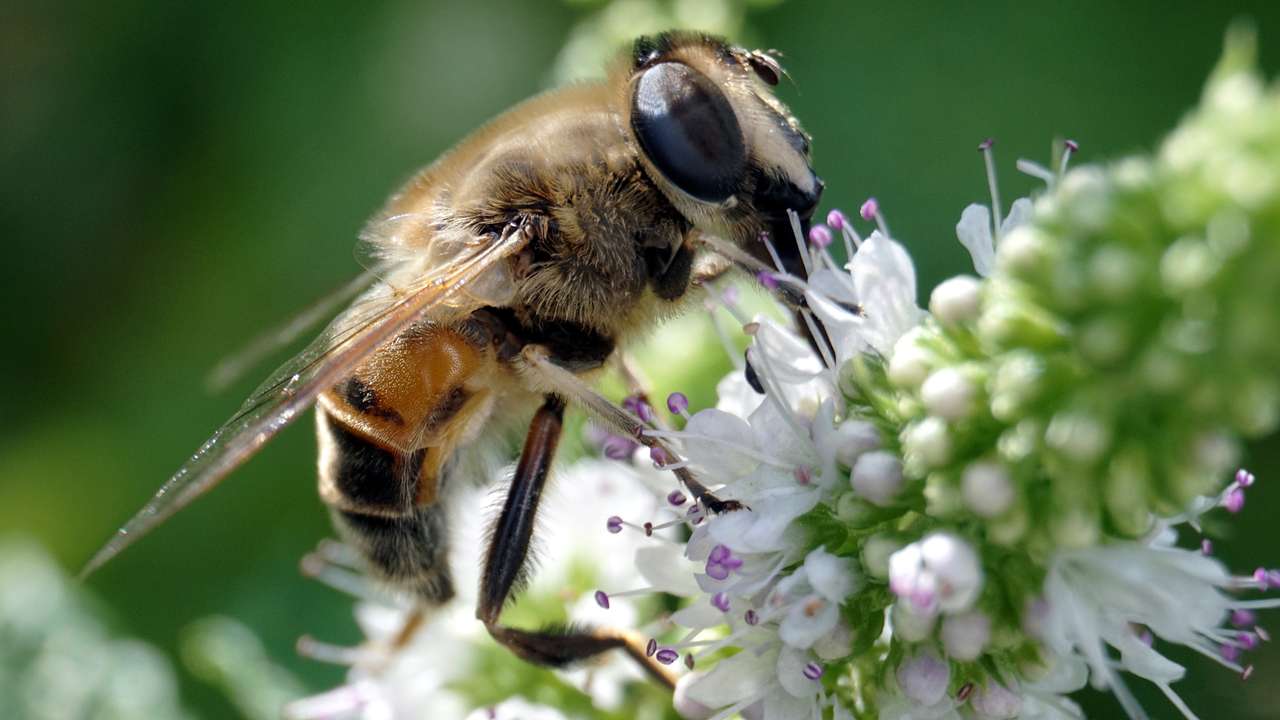 Přírodní foto včela online puzzle