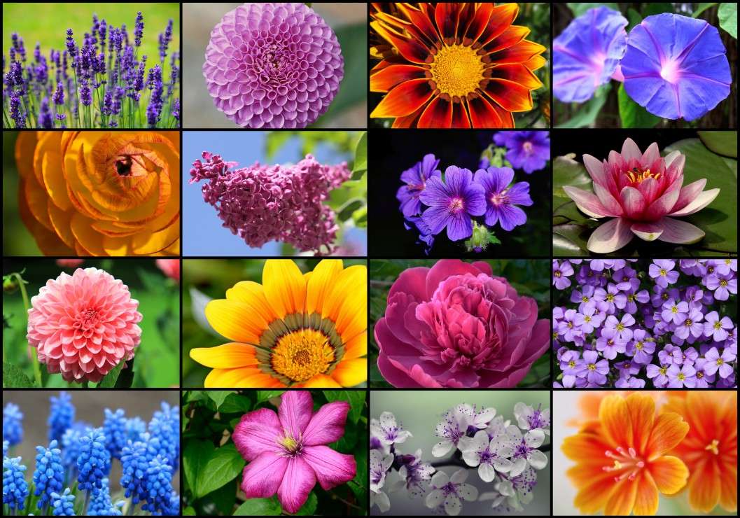 Collage flowers puzzle online from photo