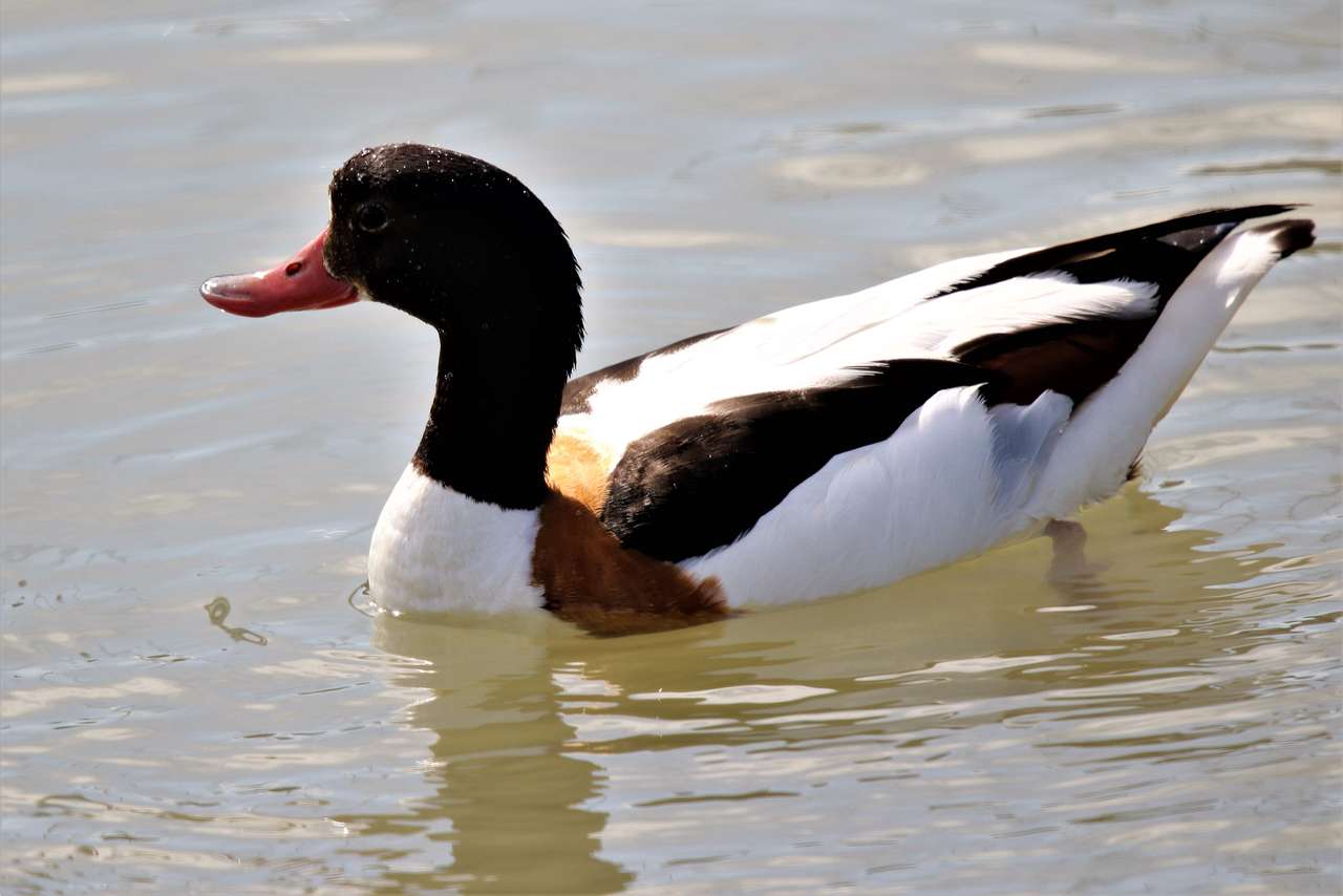 Shelduck puzzle online from photo