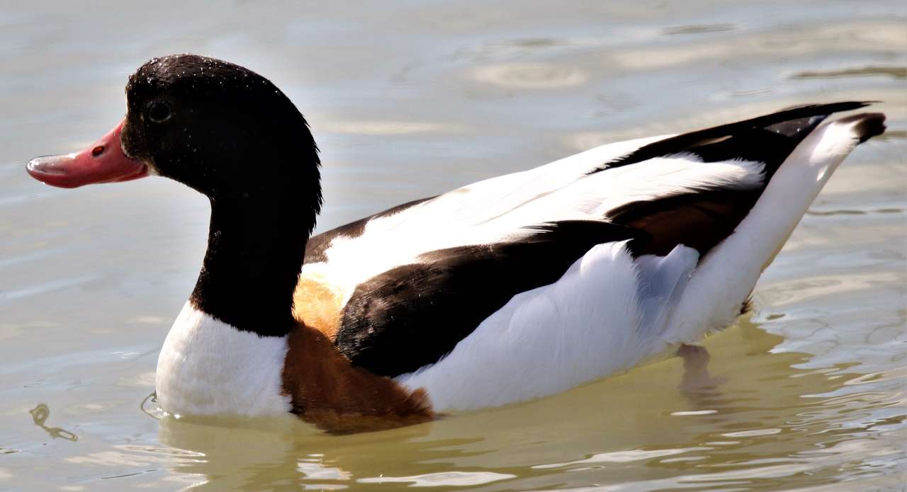 Shelduck swimming puzzle online from photo