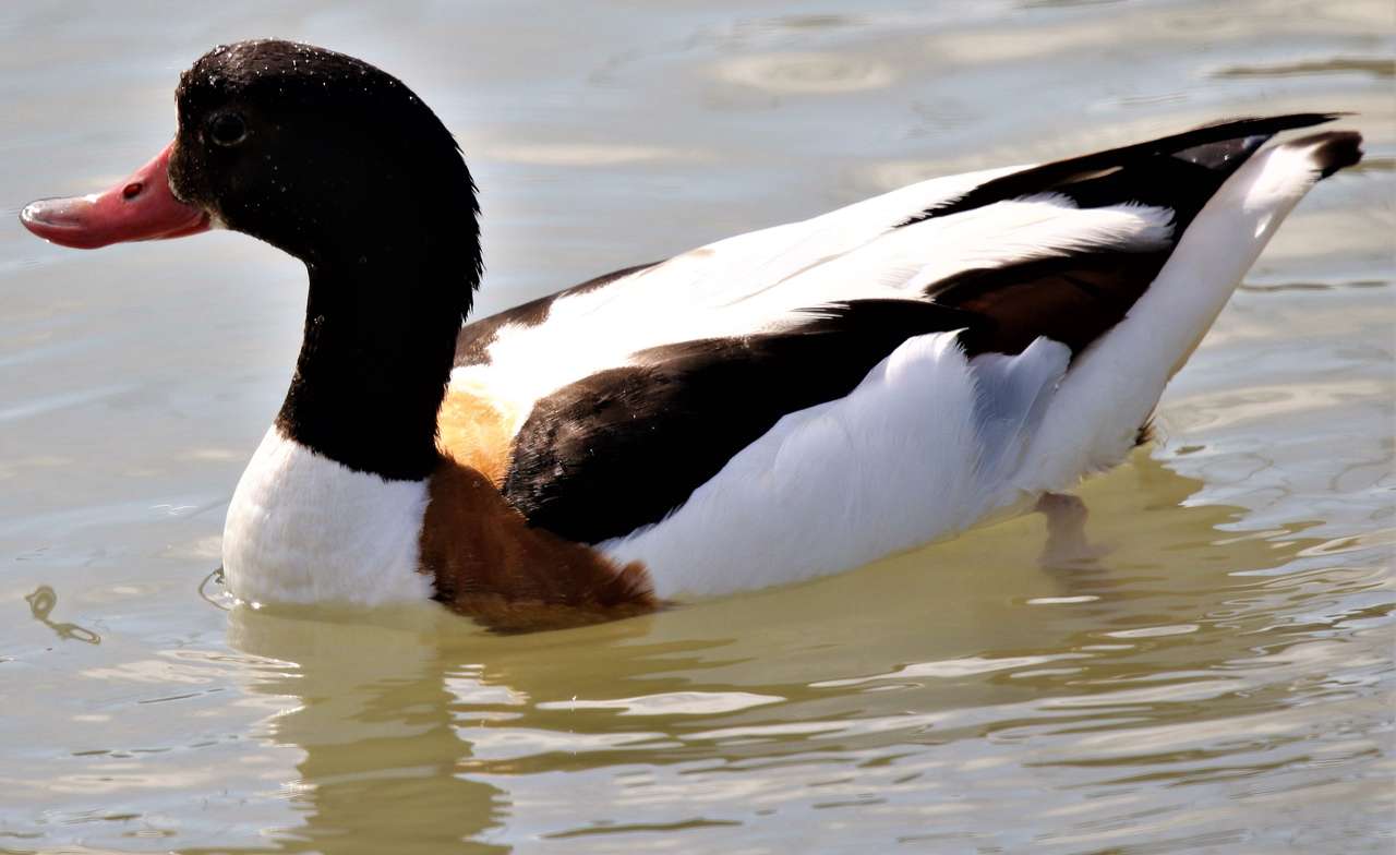 Shelduck swimming puzzle online from photo