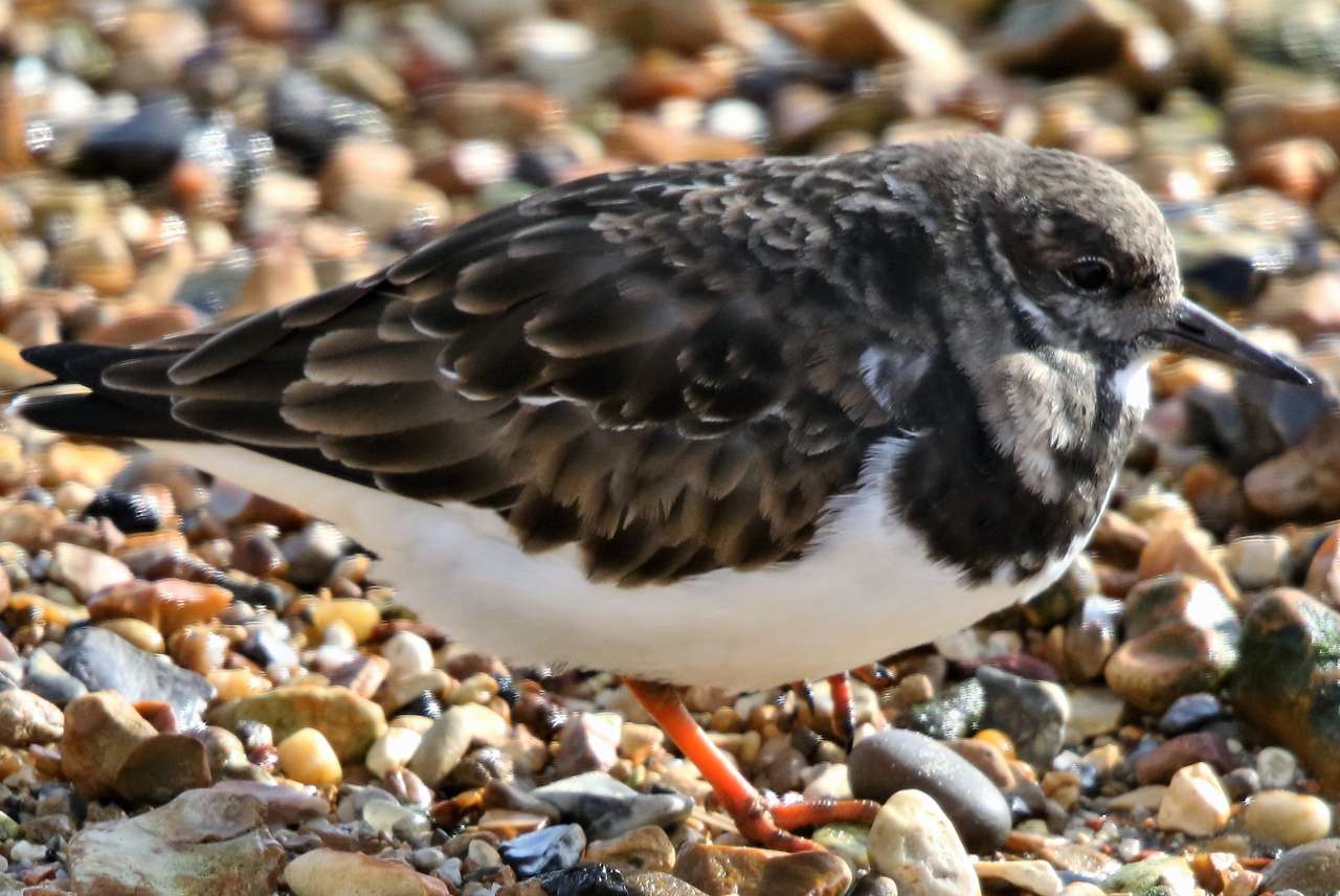 Turnstone resting puzzle online from photo