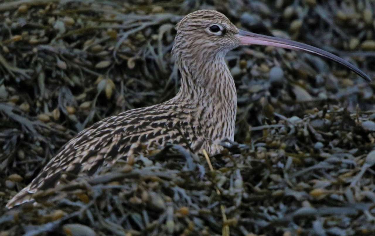 Curlew in seaweed online puzzle