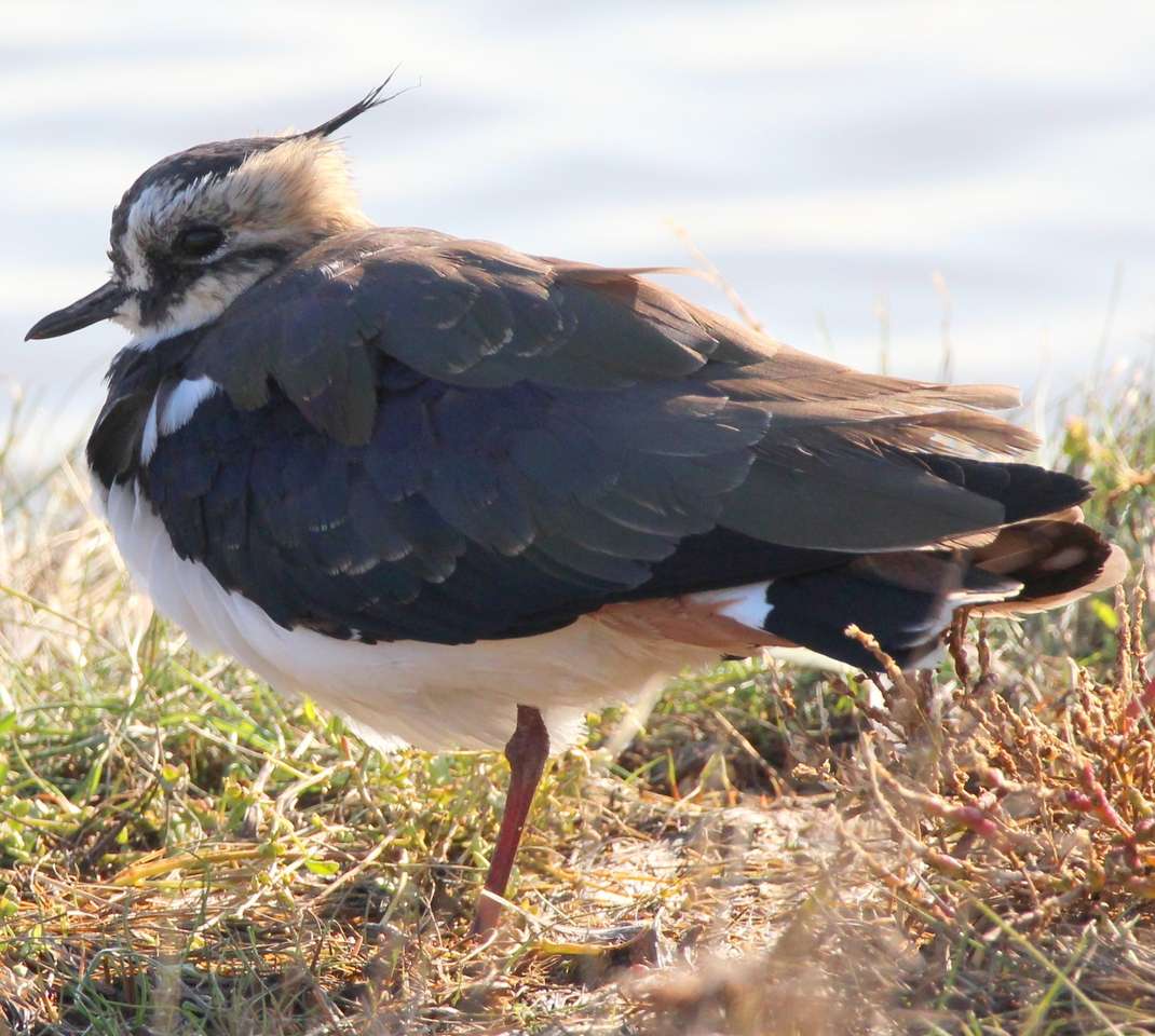 Lapwing resting puzzle online from photo