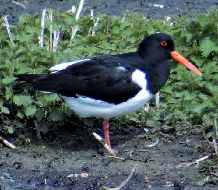 Oystercatcher resting online puzzle