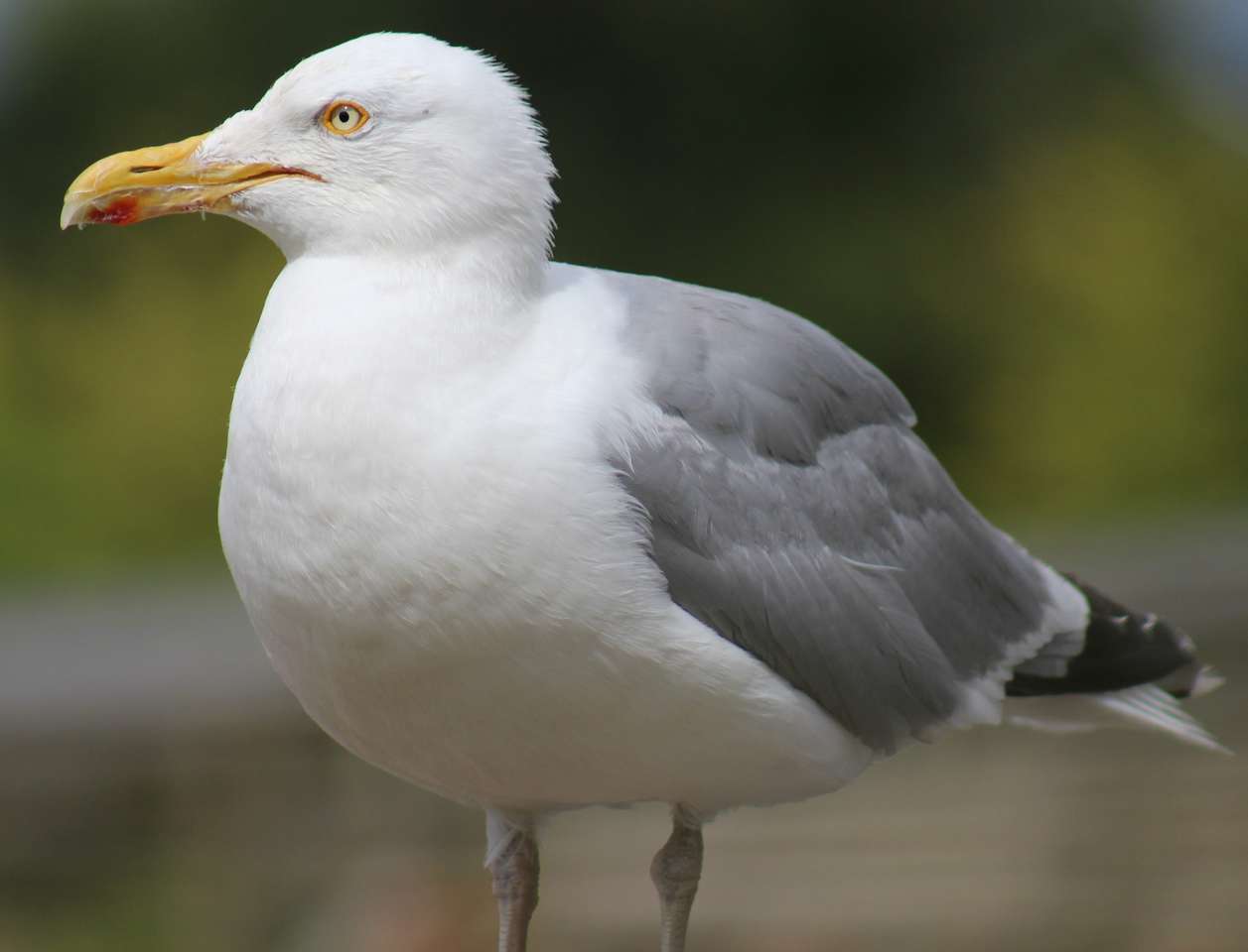 Herring Gull puzzle online from photo