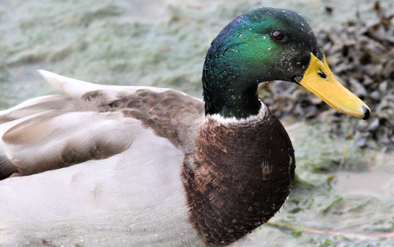 Зелена патица си почива онлайн пъзел от снимка