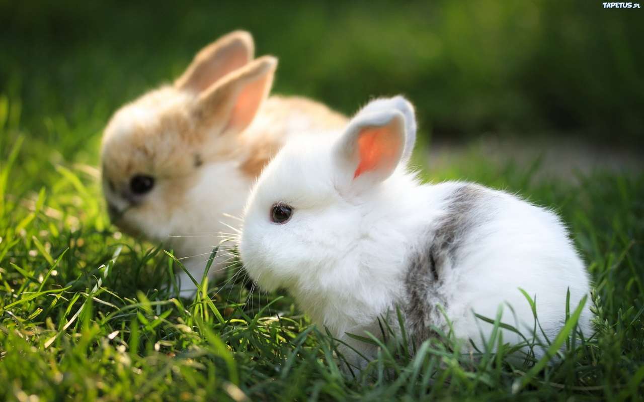 Cute rabbits online puzzle