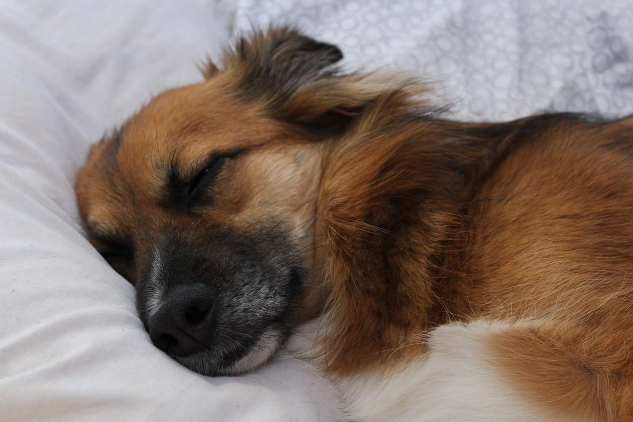 Woody sover pussel online från foto
