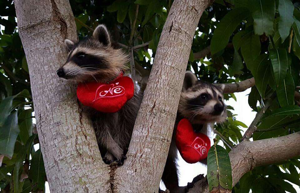 Cute Racoon Love puzzle online from photo