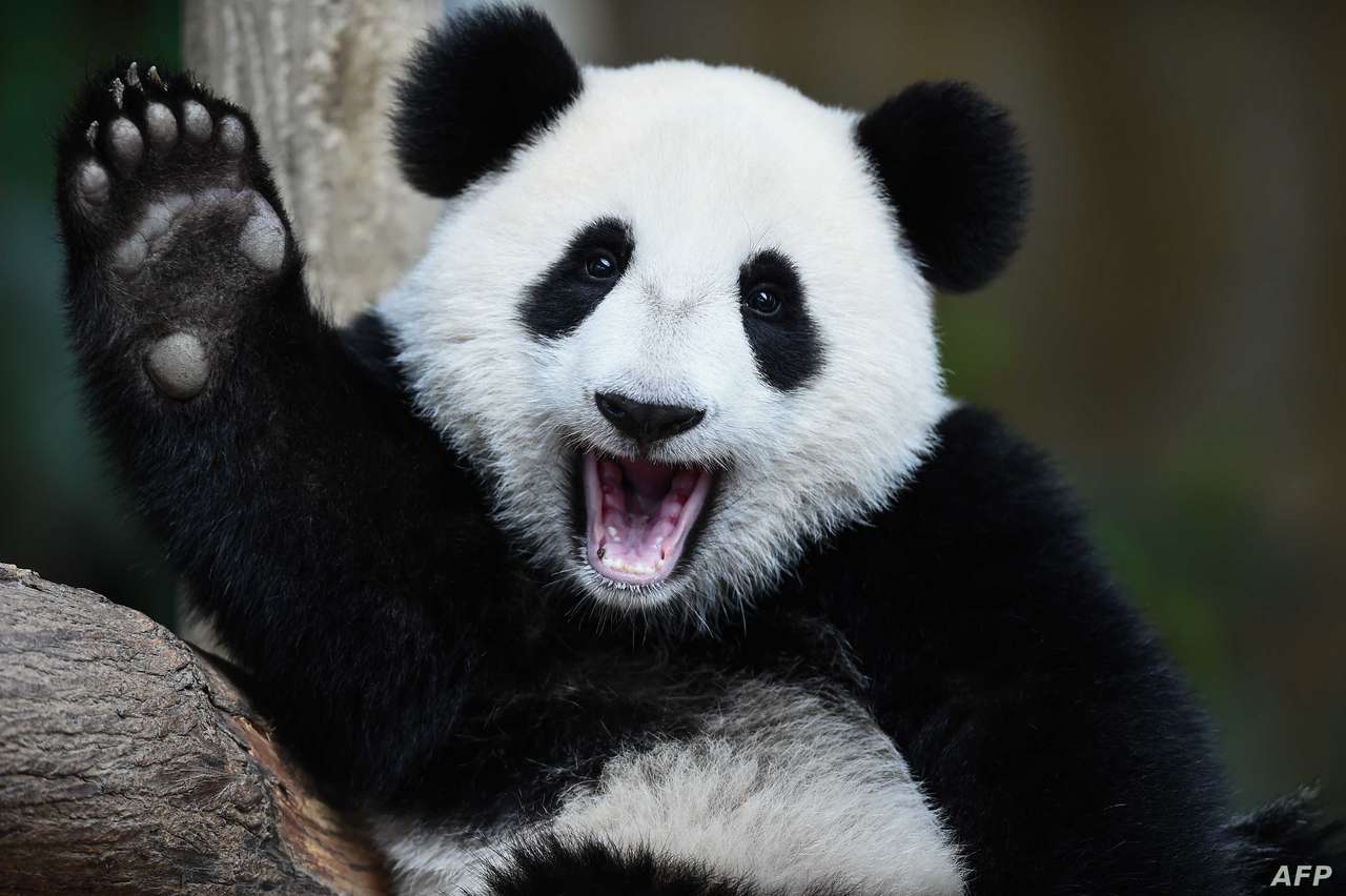 Panda kak online puzzel