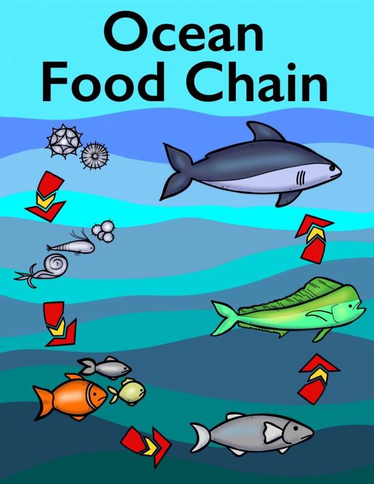 Cadeia Alimentar do Oceano puzzle online